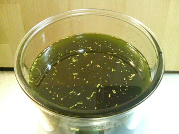 緑茶インフューズドオイル